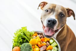 5 Scientific Reasons Why Fresh Food is Better for Pets