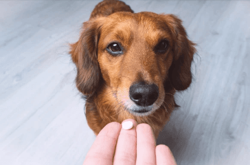 Antibiotics and its effects on our pets